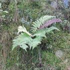 Fougères naturelles 2