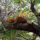 Fougères parasite sur un bugny  --  Parasit-Farne auf einem Bugny-Baum