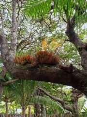 Fougères parasite sur un bugny  --  Parasit-Farne auf einem Bugny-Baum