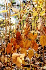 Fouillis de feuilles d'or 