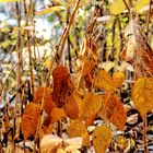 Fouillis de feuilles d'or 