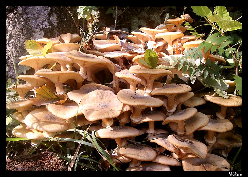 foule de champignons