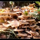 foule de champignons