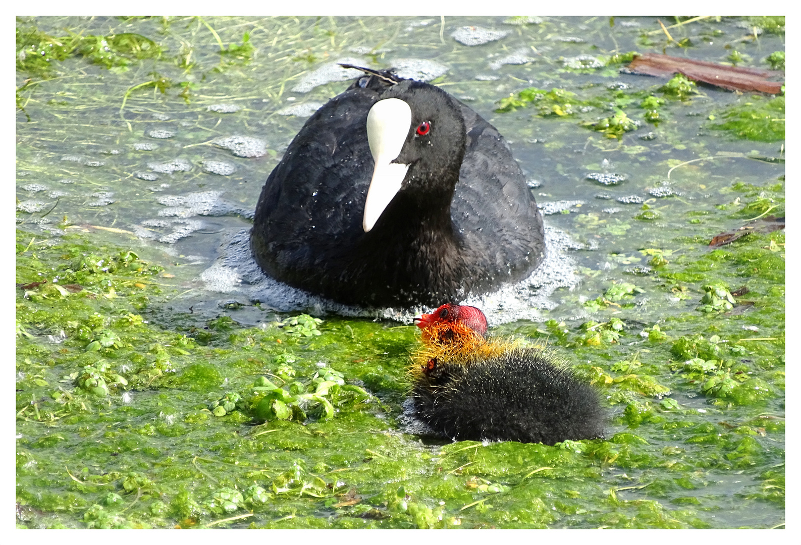 Foulque photo et image animaux, animaux sauvages, oiseaux Images