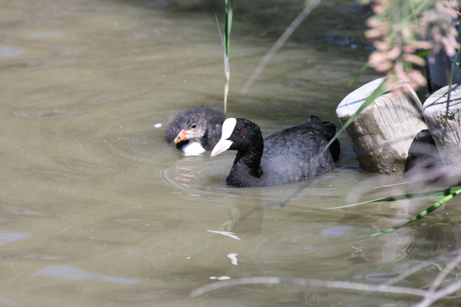 foulque adulte et son poussin