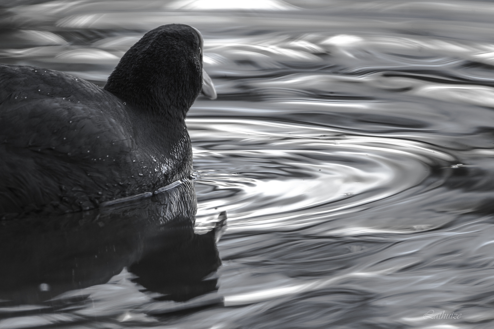 Foulque au Teich.