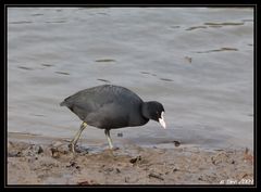 Foulque en ballade