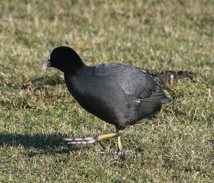 foulque macroule