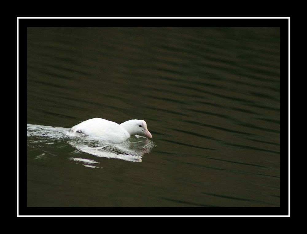 Foulque Macroule Albinos