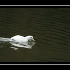 Foulque Macroule Albinos