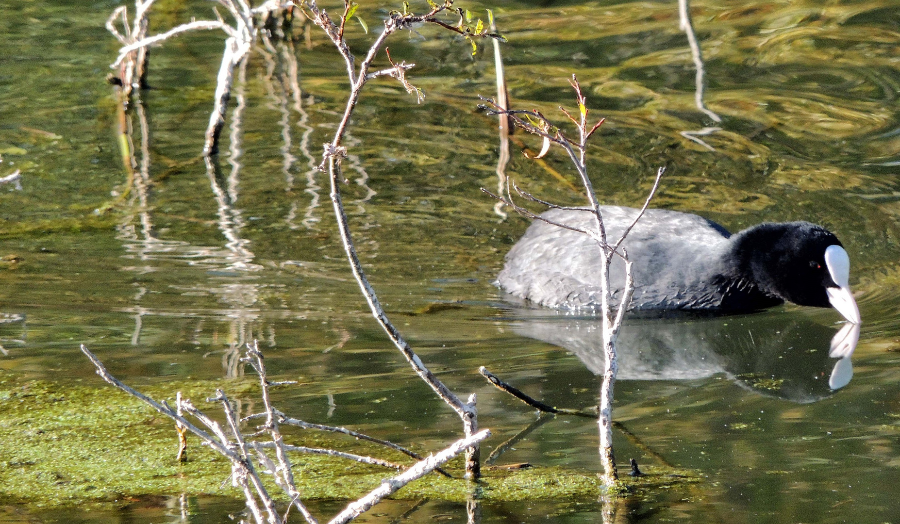 Foulque macroule et son reflet