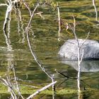 Foulque macroule et son reflet