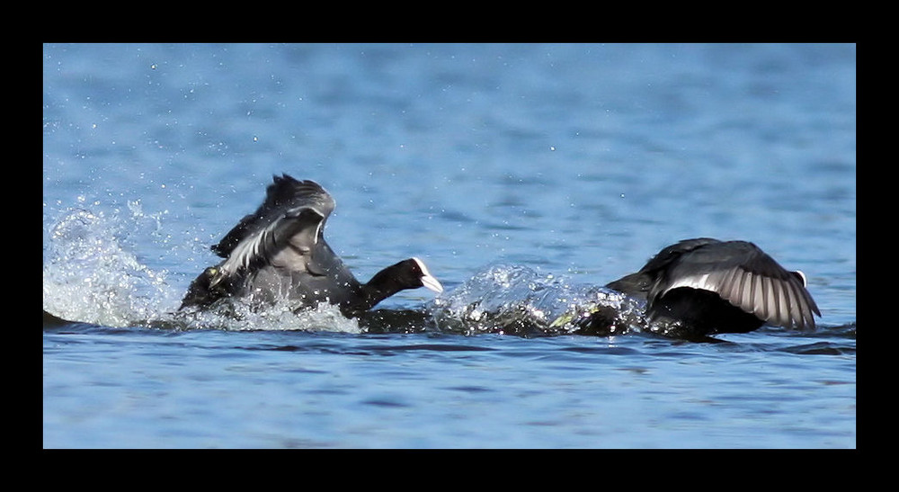 FoulquesMacroules(Fulica Atra)