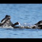 FoulquesMacroules(Fulica Atra)