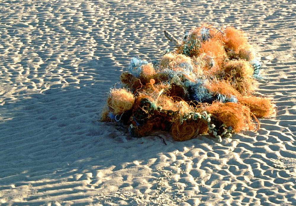 Found at beach of Amrum