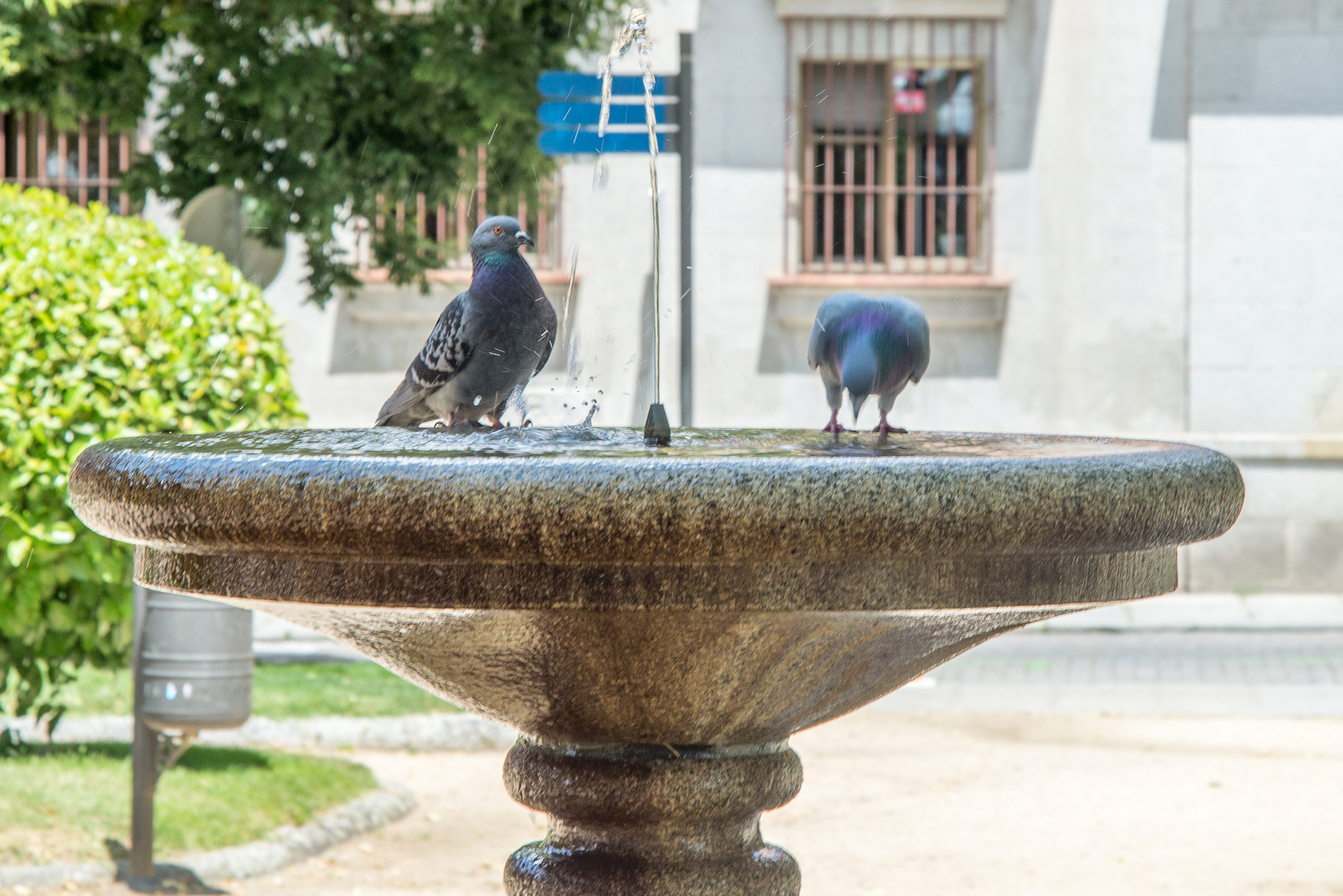 Fountain with doves