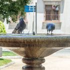 Fountain with doves