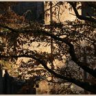 fountains abbey at sunset 2