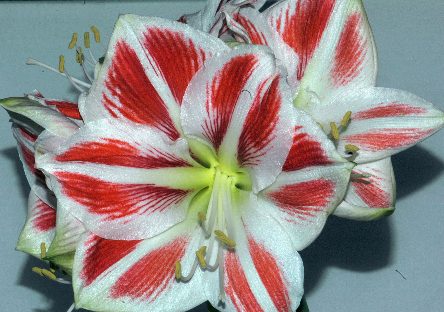 fOUR aMARYLLIS BLOSSOMS