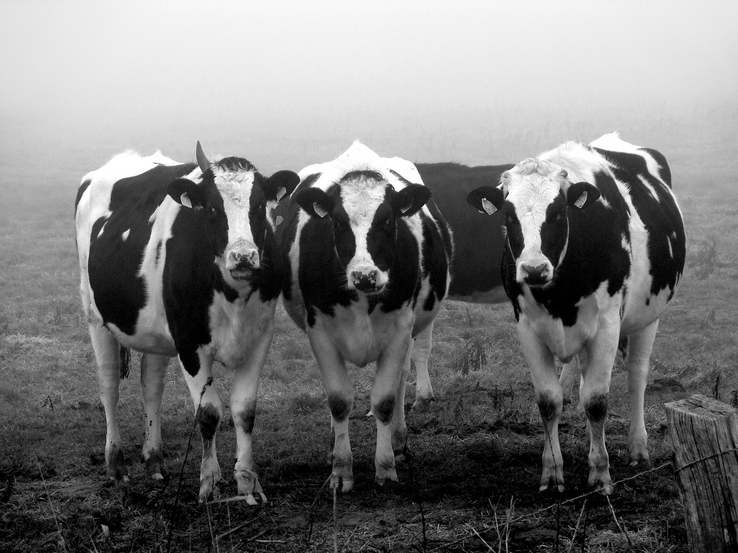 Four Cows