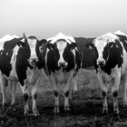 Four Cows