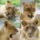 Four Faces, one Lioness