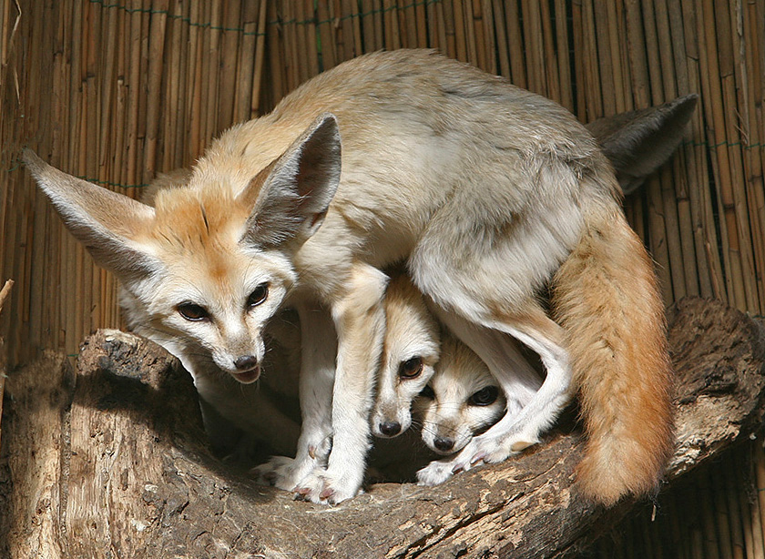 four foxes