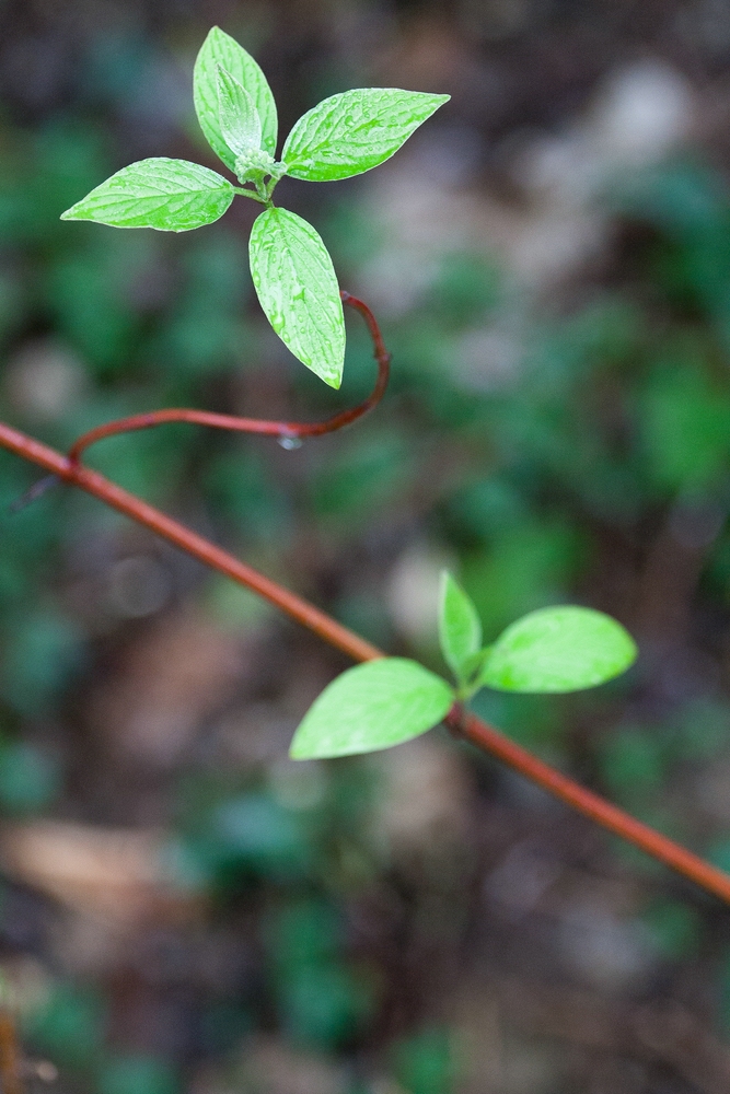 Four Green