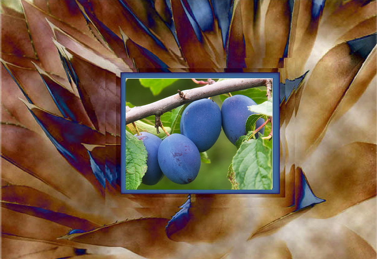 Four Green Leaved Blue Autumn Plums in Brown Leaved Frame with Blue and Light Yellow Tips