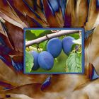 Four Green Leaved Blue Autumn Plums in Brown Leaved Frame with Blue and Light Yellow Tips