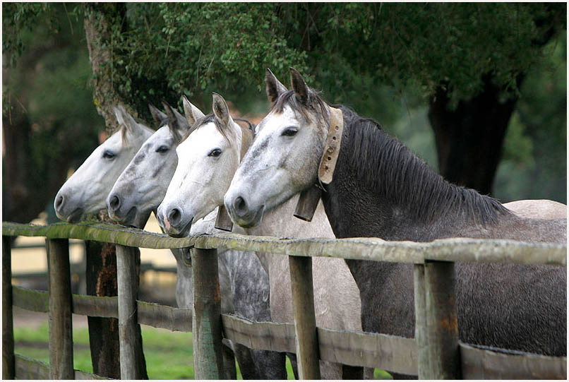 FOUR HORSES