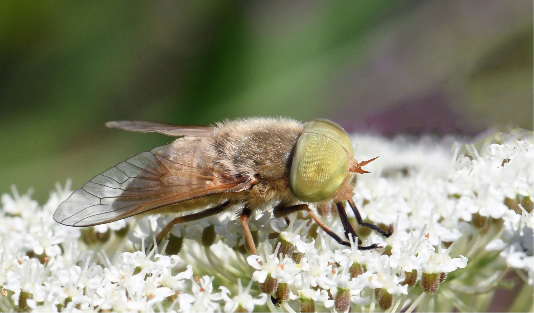 Four-lined Horsefly ...