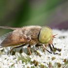 Four-lined Horsefly ...