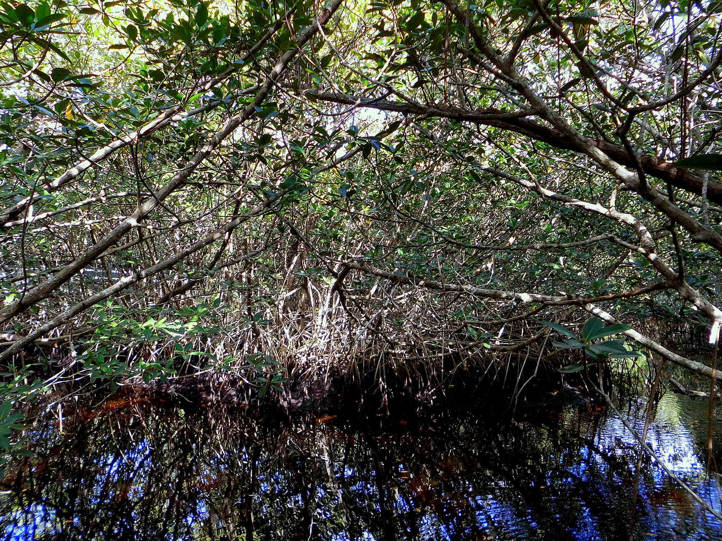 Four Mile Cove Eco Preserve