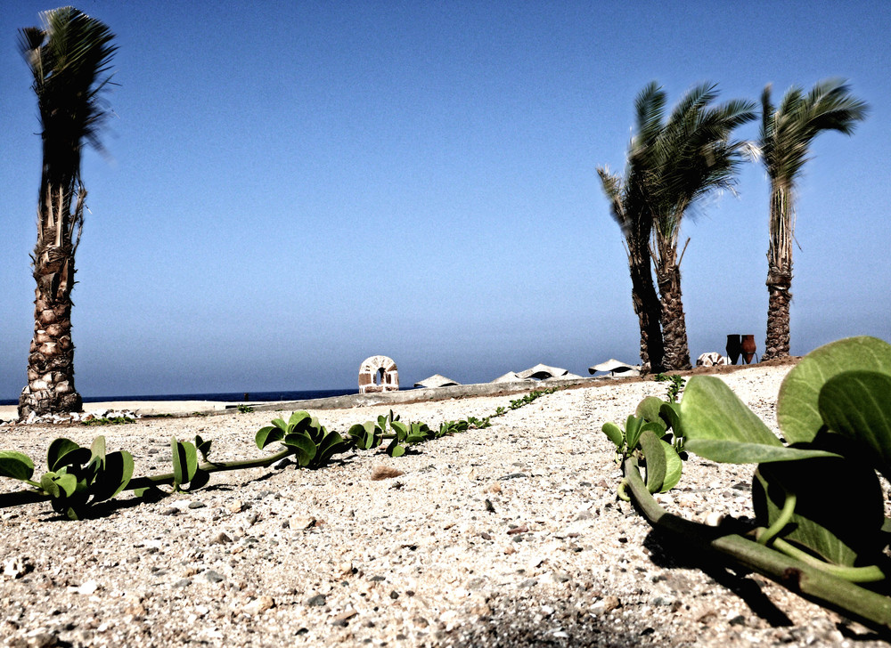 four palms and lots of sand