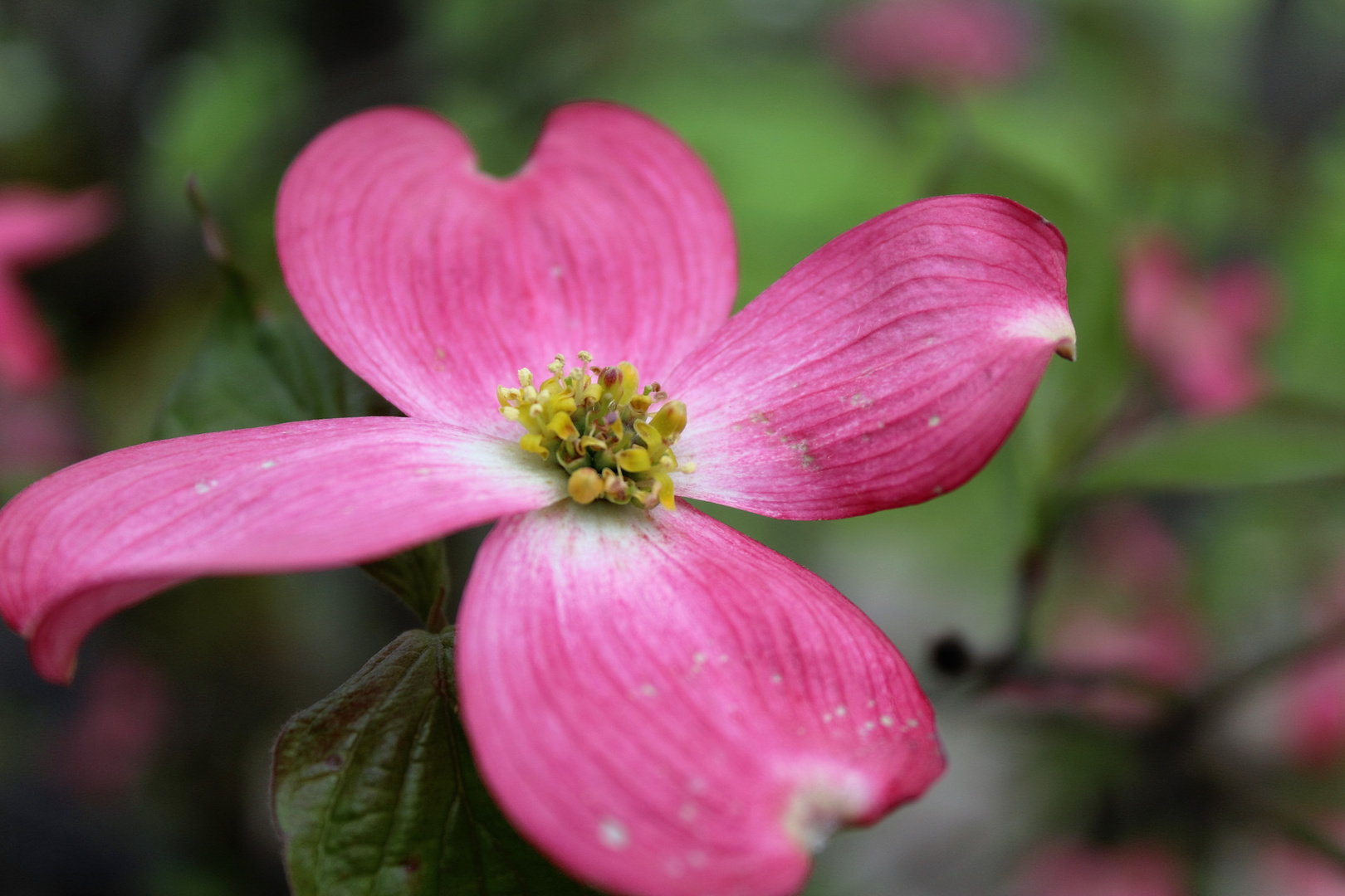 Four Petals 