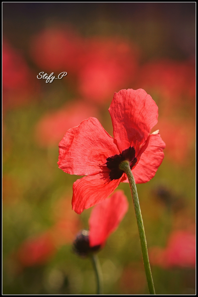 Four petals/Quattro petali