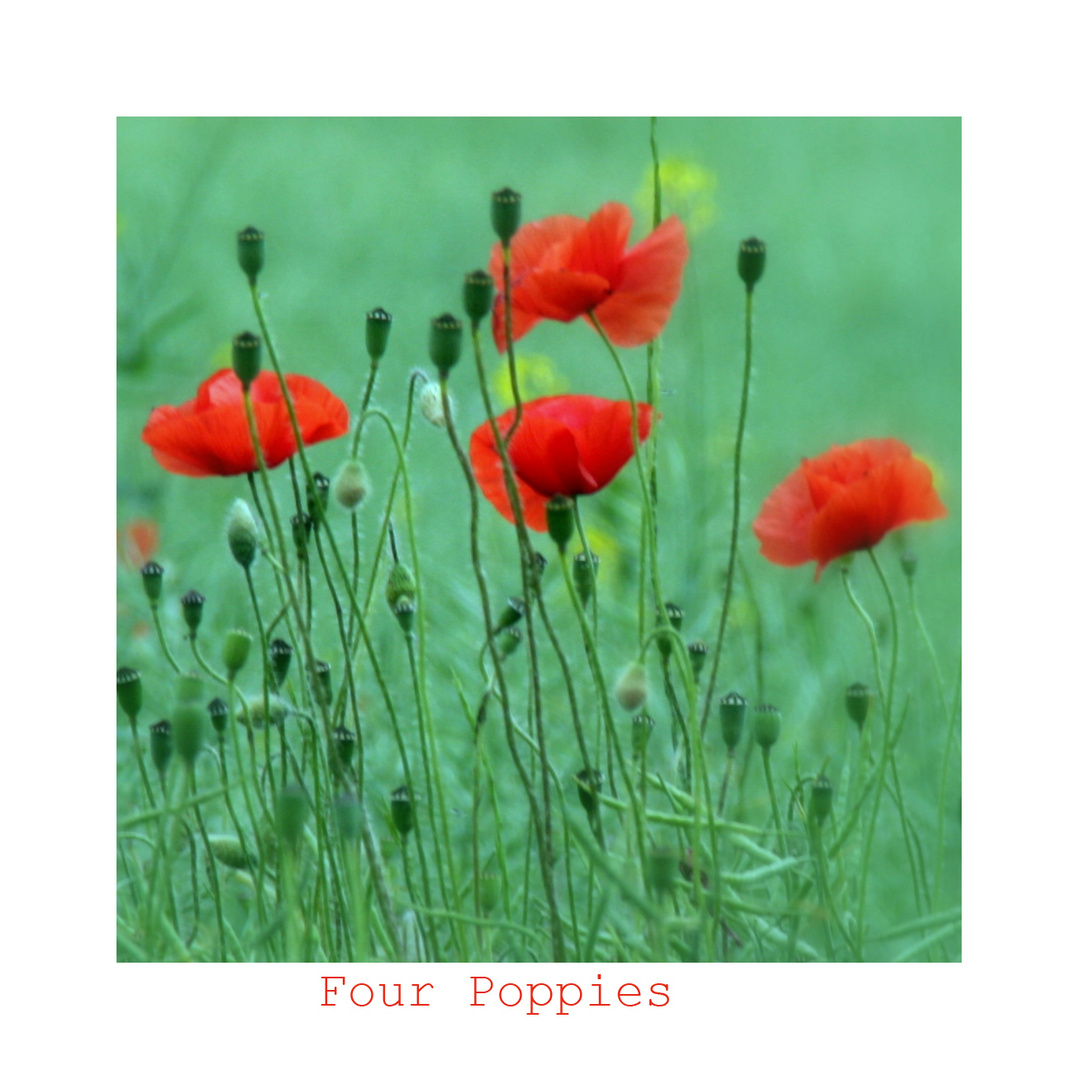 four poppies