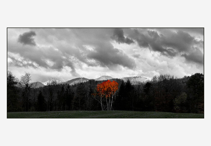 Four red trees