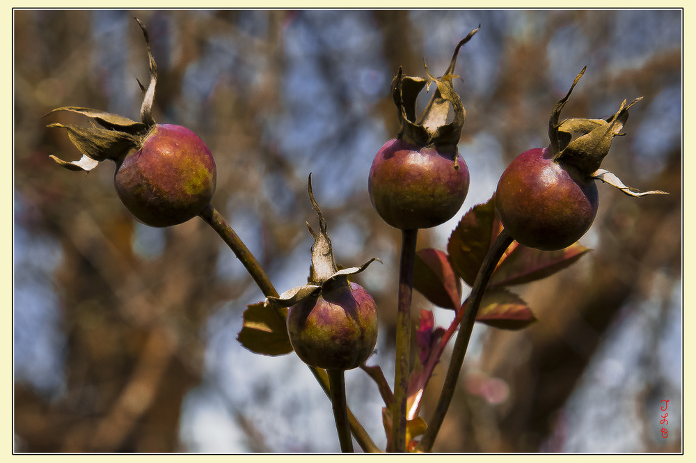 Four Roses