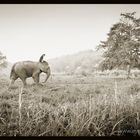 Four Seasons Tented Camp