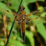 Four-spotted Chaser