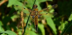 Four-spotted Chaser