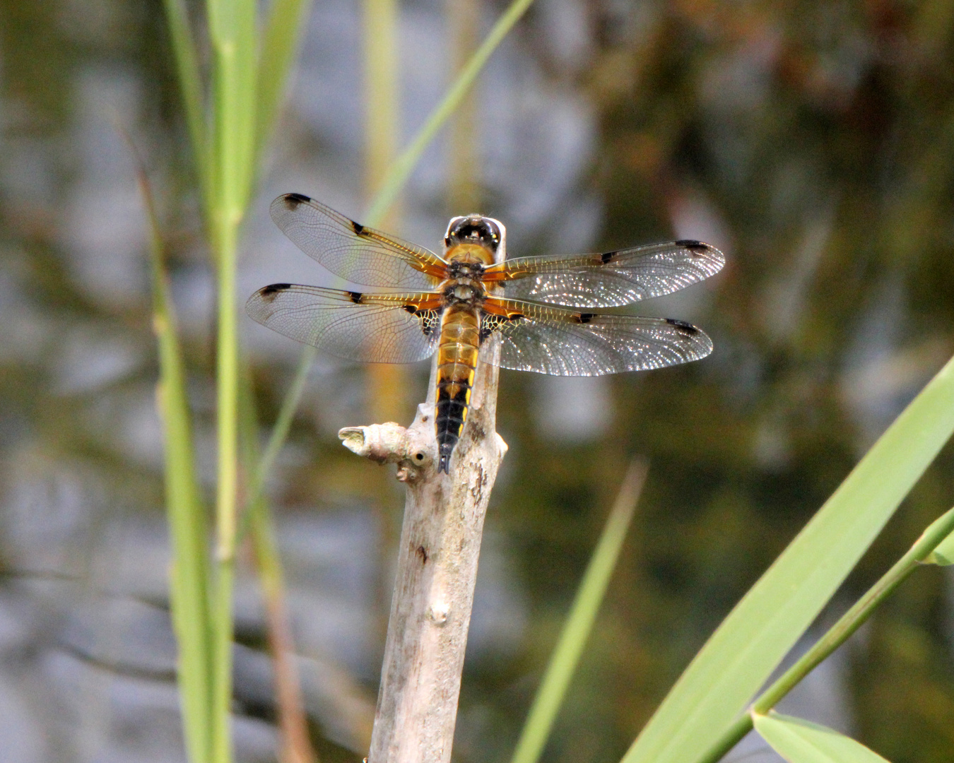 Four-Spotted Chaser