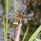 Four-Spotted Chaser