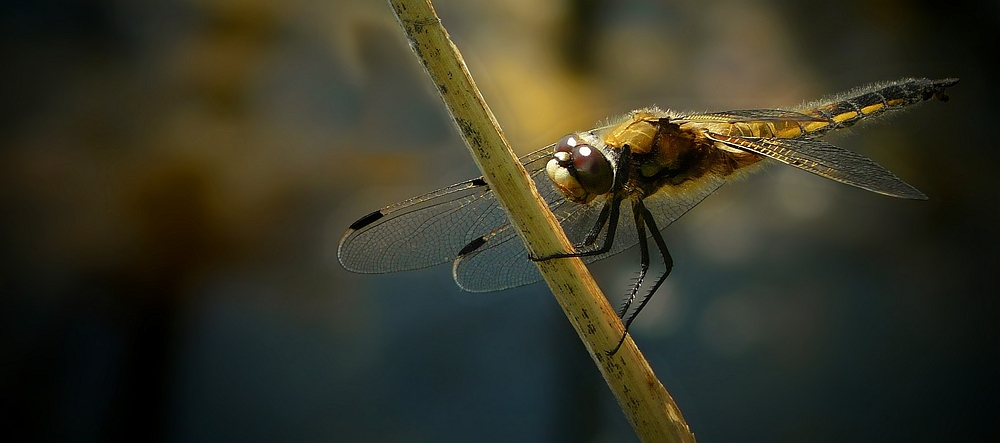 Four-spotted Chaser