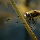 Four-spotted Chaser