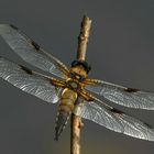 Four-spotted Chaser