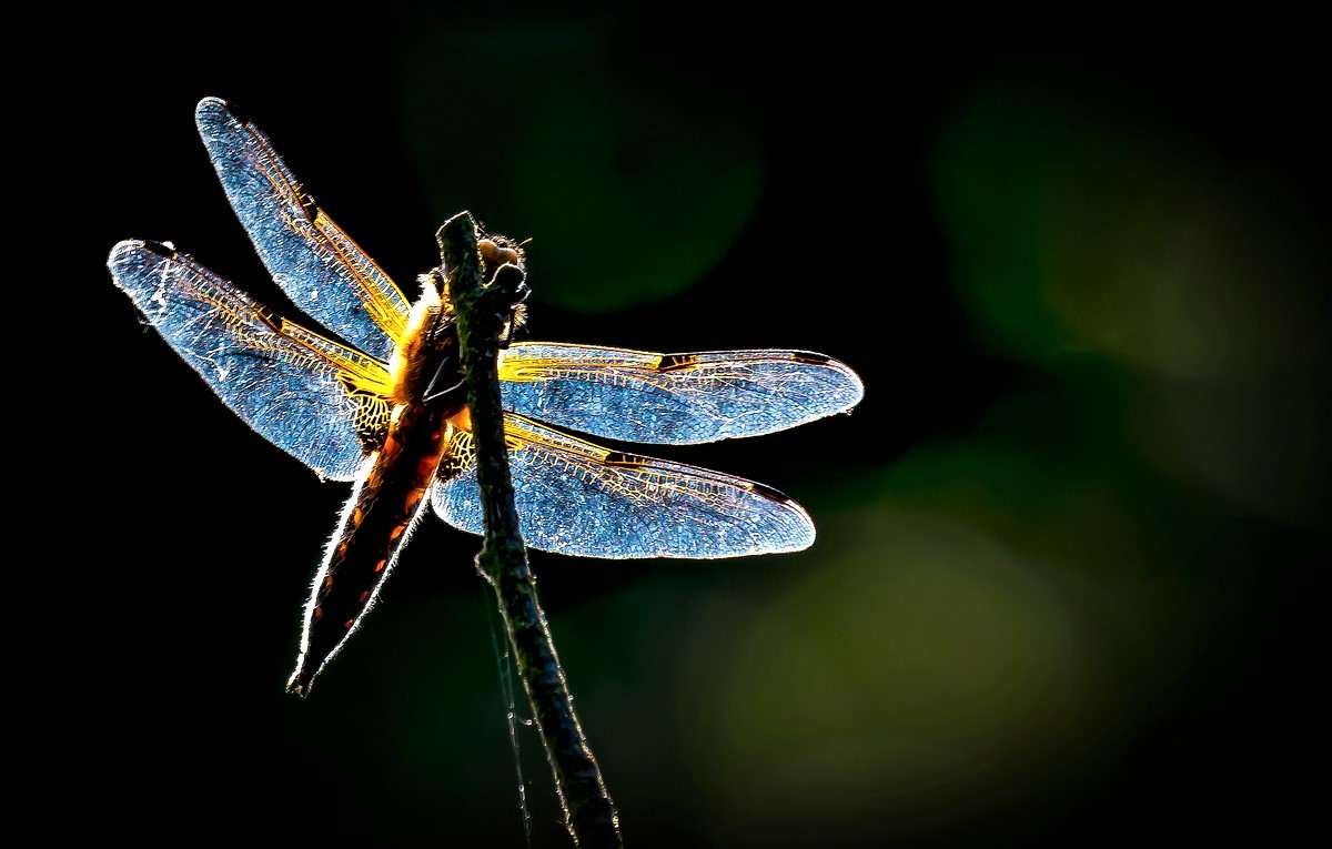 Four-spotted Chaser in full counter light