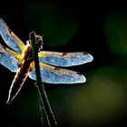 Four-spotted Chaser in full counter light